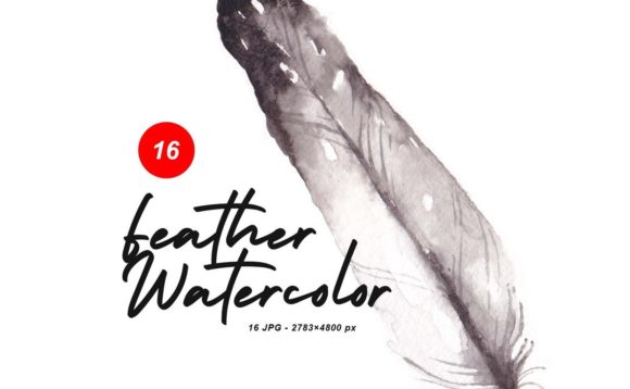 Feather Watercolor Paint Illustrations