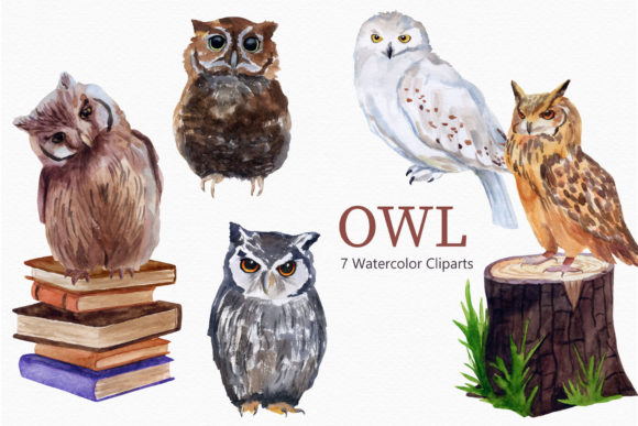 Owl Watercolor Clipart Bird and Illustrations