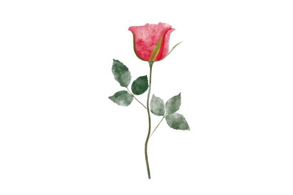 Red Watercolor Rose Clipart 2 Illustrations