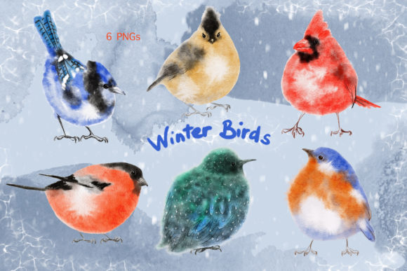 Watercolor Procreate Winter Birds Set Illustrations